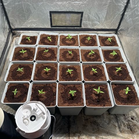 Critical Mass (16 plantas) growlog timeline photo