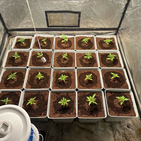 Critical Mass (16 plantas) growlog timeline photo