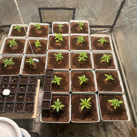 Critical Mass (16 plantas) growlog timeline photo