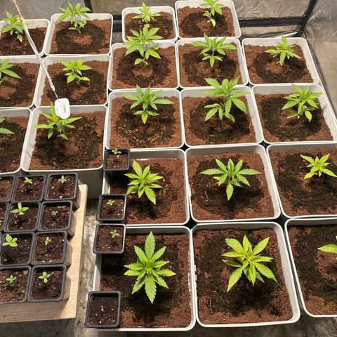 Critical Mass (16 plantas) growlog timeline photo