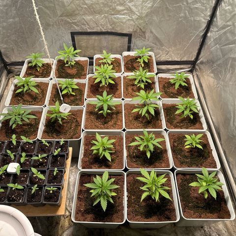 Critical Mass (16 plantas) growlog timeline photo