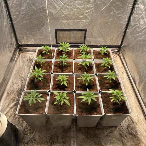Critical Mass (16 plantas) growlog timeline photo