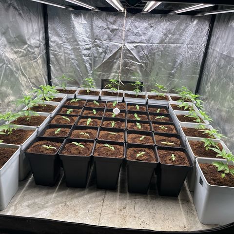 Critical Mass (16 plantas) growlog timeline photo