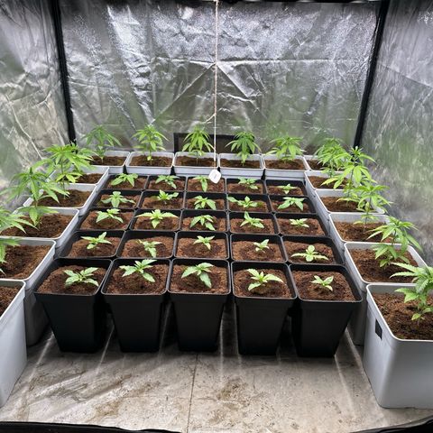 Critical Mass (16 plantas) growlog timeline photo