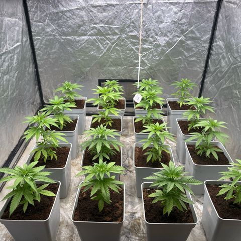 Critical Mass (16 plantas) growlog timeline photo