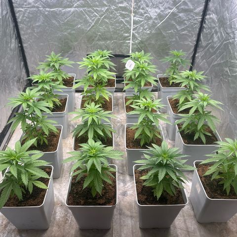 Critical Mass (16 plantas) growlog timeline photo