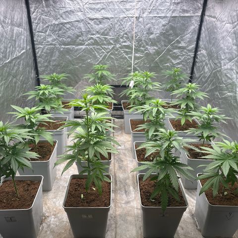 Critical Mass (16 plantas) growlog timeline photo