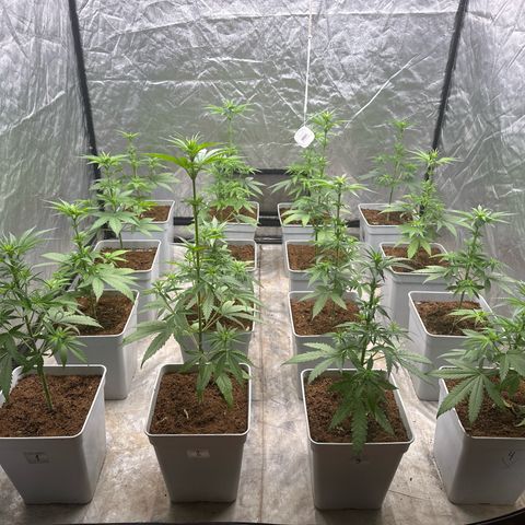 Critical Mass (16 plantas) growlog timeline photo