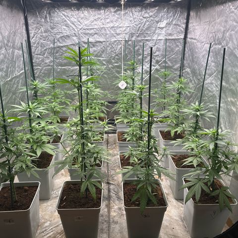 Critical Mass (16 plantas) growlog timeline photo