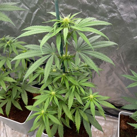 Critical Mass (16 plantas) growlog timeline photo