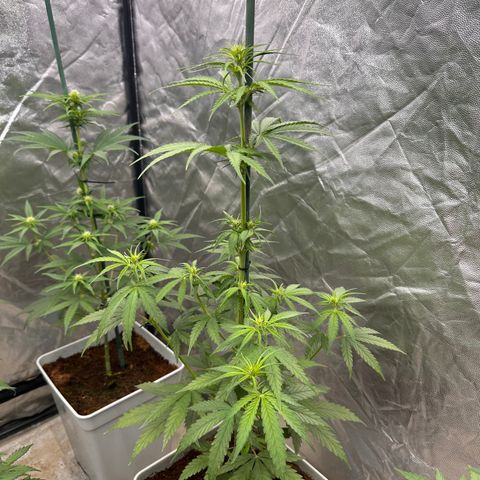 Critical Mass (16 plantas) growlog timeline photo