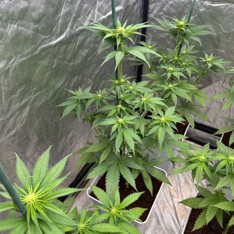 Critical Mass (16 plantas) growlog timeline photo