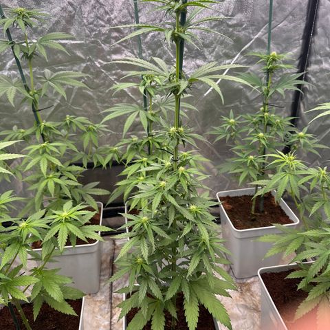 Critical Mass (16 plantas) growlog timeline photo