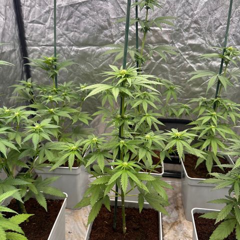 Critical Mass (16 plantas) growlog timeline photo