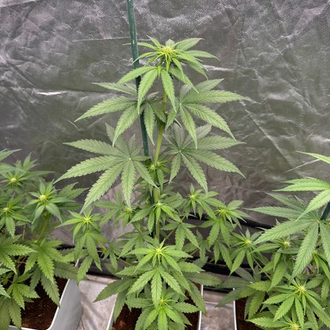 Critical Mass (16 plantas) growlog timeline photo