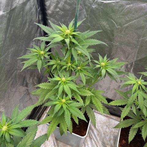 Critical Mass (16 plantas) growlog timeline photo