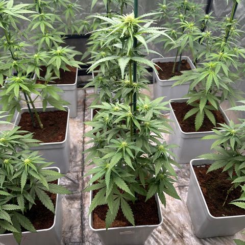 Critical Mass (16 plantas) growlog timeline photo