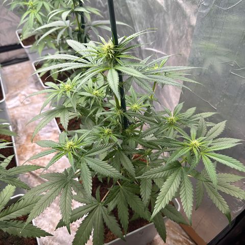 Critical Mass (16 plantas) growlog timeline photo