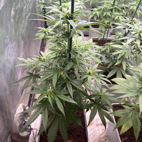 Critical Mass (16 plantas) growlog timeline photo