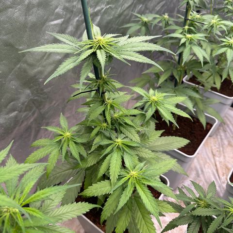 Critical Mass (16 plantas) growlog timeline photo