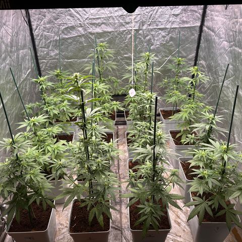 Critical Mass (16 plantas) growlog timeline photo