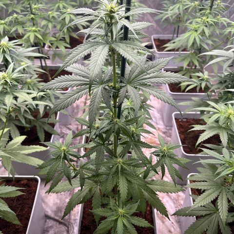 Critical Mass (16 plantas) growlog timeline photo