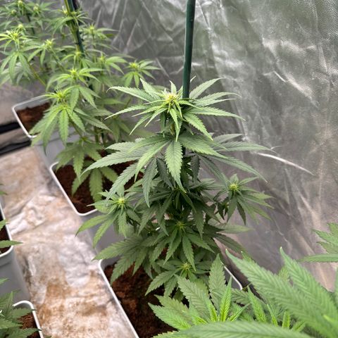 Critical Mass (16 plantas) growlog timeline photo