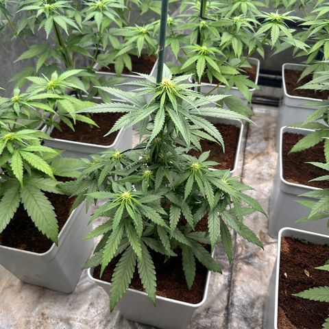 Critical Mass (16 plantas) growlog timeline photo