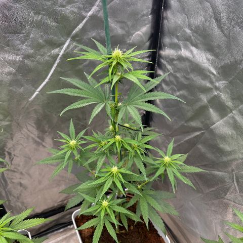 Critical Mass (16 plantas) growlog timeline photo