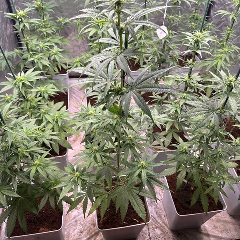 Critical Mass (16 plantas) growlog timeline photo
