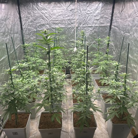 Critical Mass (16 plantas) growlog timeline photo
