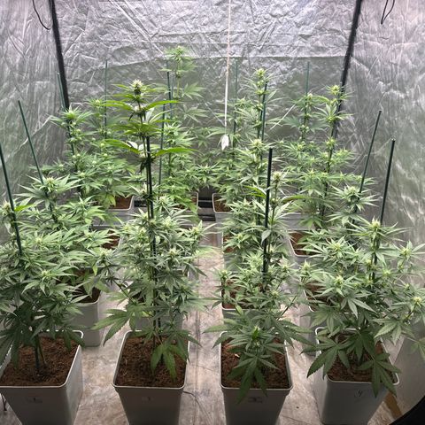 Critical Mass (16 plantas) growlog timeline photo