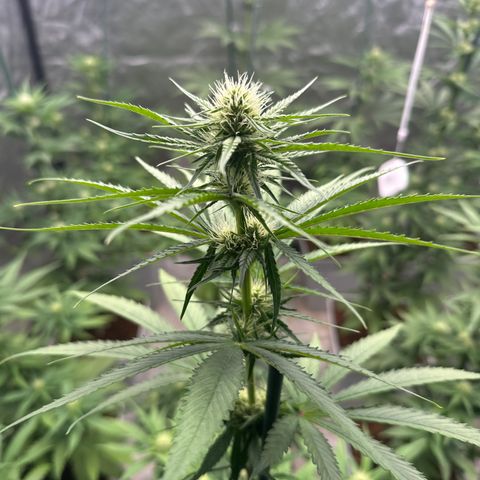 Critical Mass (16 plantas) growlog timeline photo