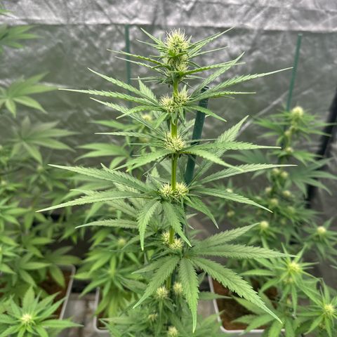 Critical Mass (16 plantas) growlog timeline photo