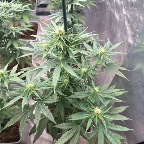 Critical Mass (16 plantas) growlog timeline photo