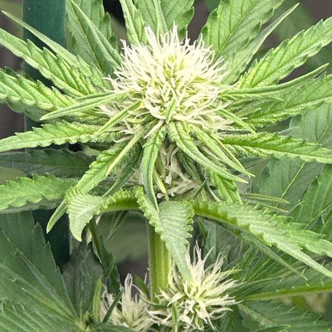 Critical Mass (16 plantas) growlog timeline photo