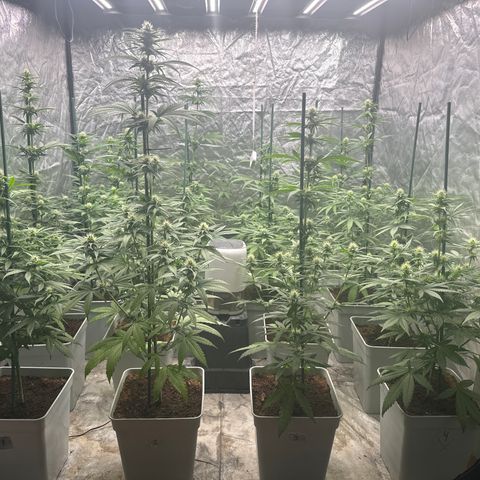 Critical Mass (16 plantas) growlog timeline photo