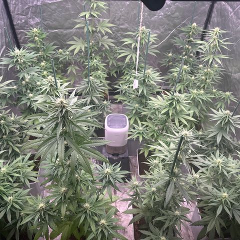 Critical Mass (16 plantas) growlog timeline photo