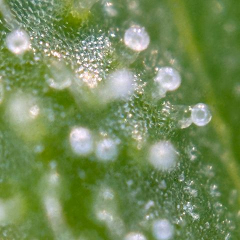 Critical Mass (16 plantas) growlog timeline photo