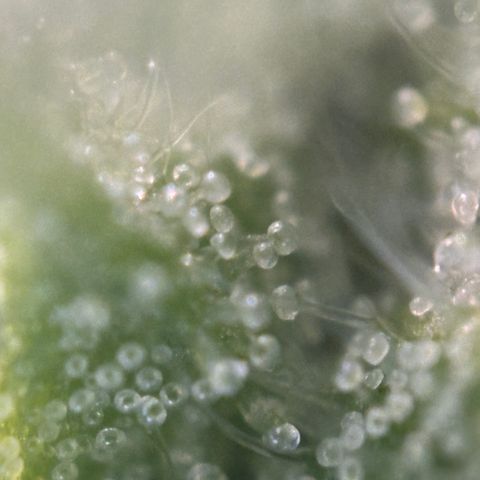 Critical Mass (16 plantas) growlog timeline photo