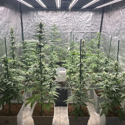 Critical Mass (16 plantas) growlog timeline photo