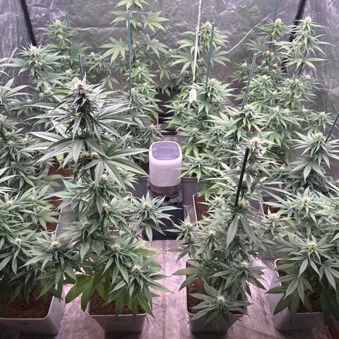 Critical Mass (16 plantas) growlog timeline photo