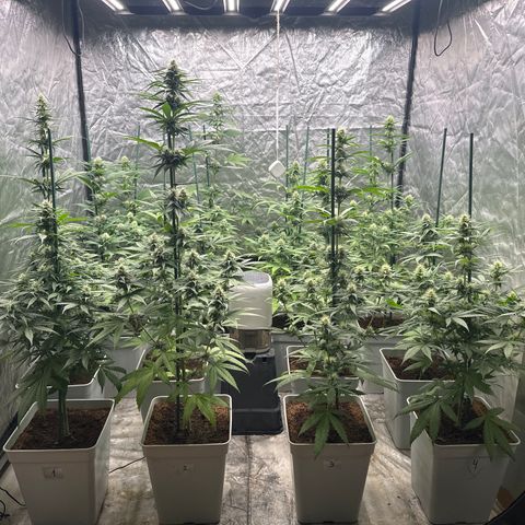 Critical Mass (16 plantas) growlog timeline photo