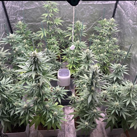 Critical Mass (16 plantas) growlog timeline photo