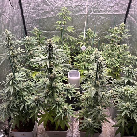 Critical Mass (16 plantas) growlog timeline photo