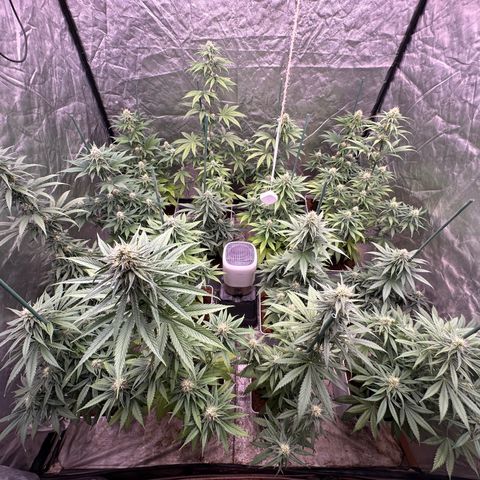 Critical Mass (16 plantas) growlog timeline photo