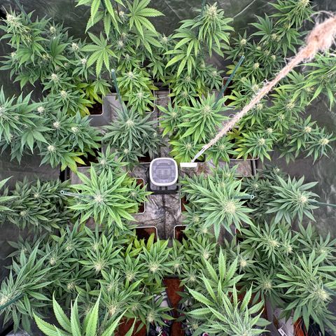 Critical Mass (16 plantas) growlog timeline photo