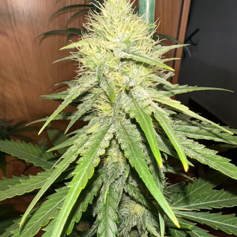 Critical Mass (16 plantas) growlog timeline photo