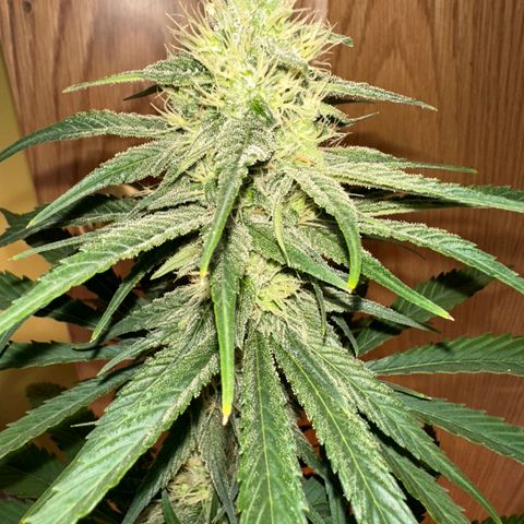 Critical Mass (16 plantas) growlog timeline photo