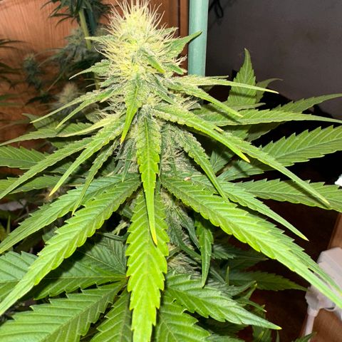 Critical Mass (16 plantas) growlog timeline photo